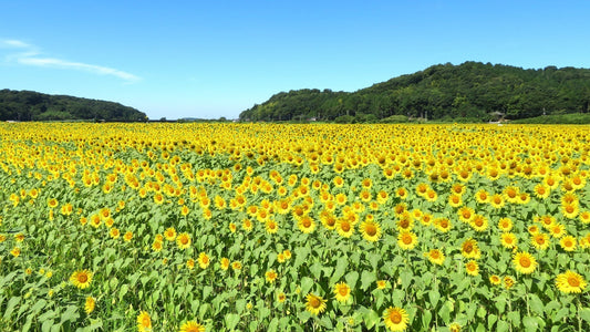🌻8月は“ひまわり”と“トイレ”で運気アップ!夏の開運習慣、始めませんか?