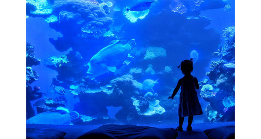 水族館のトイレがすごい！京都・上越・明石で見つけた海を感じる個性派トイレ3選