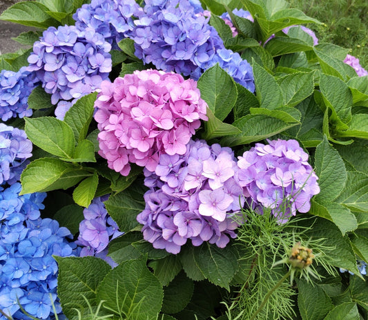 🌸6月の風習：トイレに紫陽花を吊るすおまじないとは？